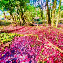 Phu Luang Wildlife Sanctuary - Loei