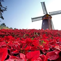 Phu Ruea National Park - Loei