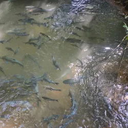 Fish Cave (Tham Pla) Nature Trail - Mae Hong Son