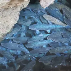 Tham Pla Fish Cave - Mae Hong Son