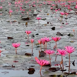 Bueng Boraphet - Nakhon Sawan