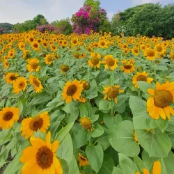 Khlong Luang Rama IX Park - Pathum Thani
