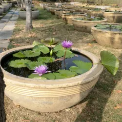 Rangsit Botanical Garden - Pathum Thani