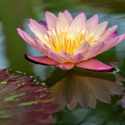 Rangsit Botanical Garden - Pathum Thani