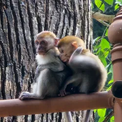 Ton Nga Chang Wildlife Sanctuary - Pattani