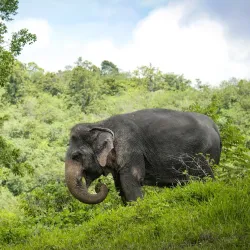 Phuket Elephant Sanctuary - Phuket