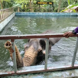 Phuket Elephant Sanctuary - Phuket