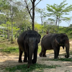 Phuket Elephant Sanctuary - Phuket