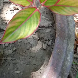 Thung Song Hong Park - Rangsit