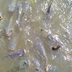 Thung Song Hong Park - Rangsit