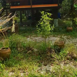 Koh Chang (Ranong) - Ranong