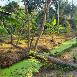 Bang Kachao - Samut Prakan