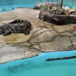 Samut Prakan Crocodile Farm and Zoo - Samut Prakan