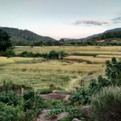 Ban Khok Sa-Nga - Si Sa Ket