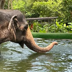 Koh Samui - Surat Thani