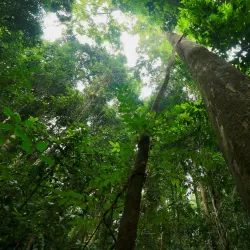 Khao Luang National Park - Thung Song