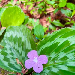 Khao Luang National Park - Thung Song