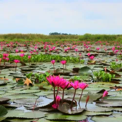 Red Lotus Sea (Talay Bua Daeng) - Udon Thani