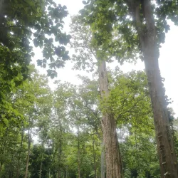 Nam Pat National Park - Uttaradit