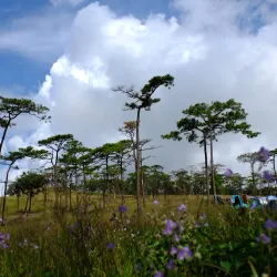 Phu Soi Dao National Park - Uttaradit
