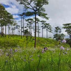 Phu Soi Dao National Park - Uttaradit