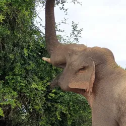 Yala National Museum - Yala