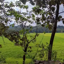 Hatulia Village - Ainaro