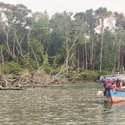 Auba Coastal Mangrove Reserve - Auba