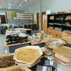 Timor-Leste Coffee Plantation Tour - Auba