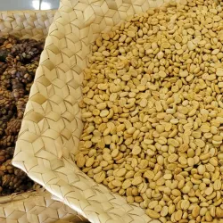 Timor-Leste Coffee Plantation Tour - Auba