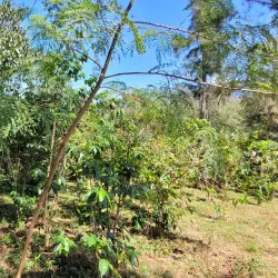 Timor-Leste Coffee Plantation Tour - Auba