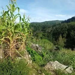 Ermera Coffee Plantations - Ermera