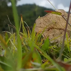 Traditional Timorese Weaving Workshops - Same