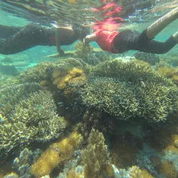 Jaco Island - Viqueque