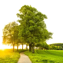 Foa Island - Ha'apai