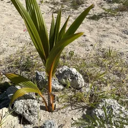 Kolovai Coastal Walks - Kolovai