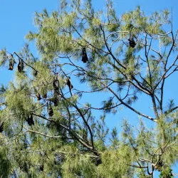 Kolovai Koka Tree - Kolovai