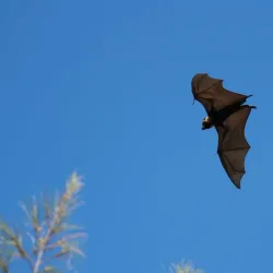 Kolovai Village - Kolovai