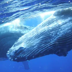 Humpback Whale Watching - Neiafu