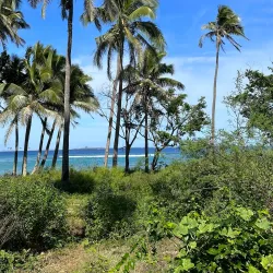 Coral Reefs of Nomuka - Nomuka