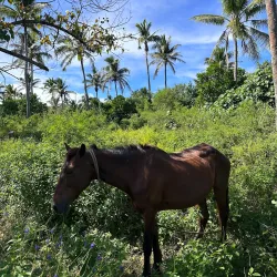 Nomuka Island Beaches - Nomuka