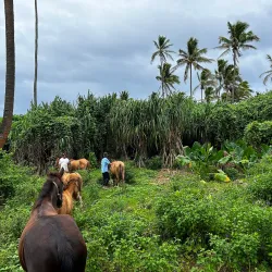 Sunset Viewing Points - Nomuka