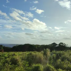 Hiking and Nature Walks - Pangai