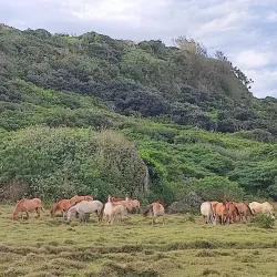 Hiking and Nature Walks - Pangai