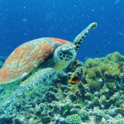 Snorkeling and Diving Spots - Pangai