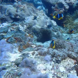 Snorkeling and Diving Spots - Pangai