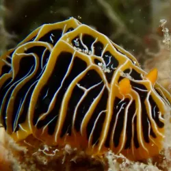 Snorkeling and Diving Spots - Pangai