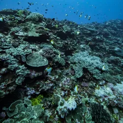 Snorkeling and Diving Spots - Pangai