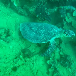 Snorkeling and Diving Spots - Pangai