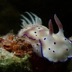 Snorkeling and Diving Spots - Pangai